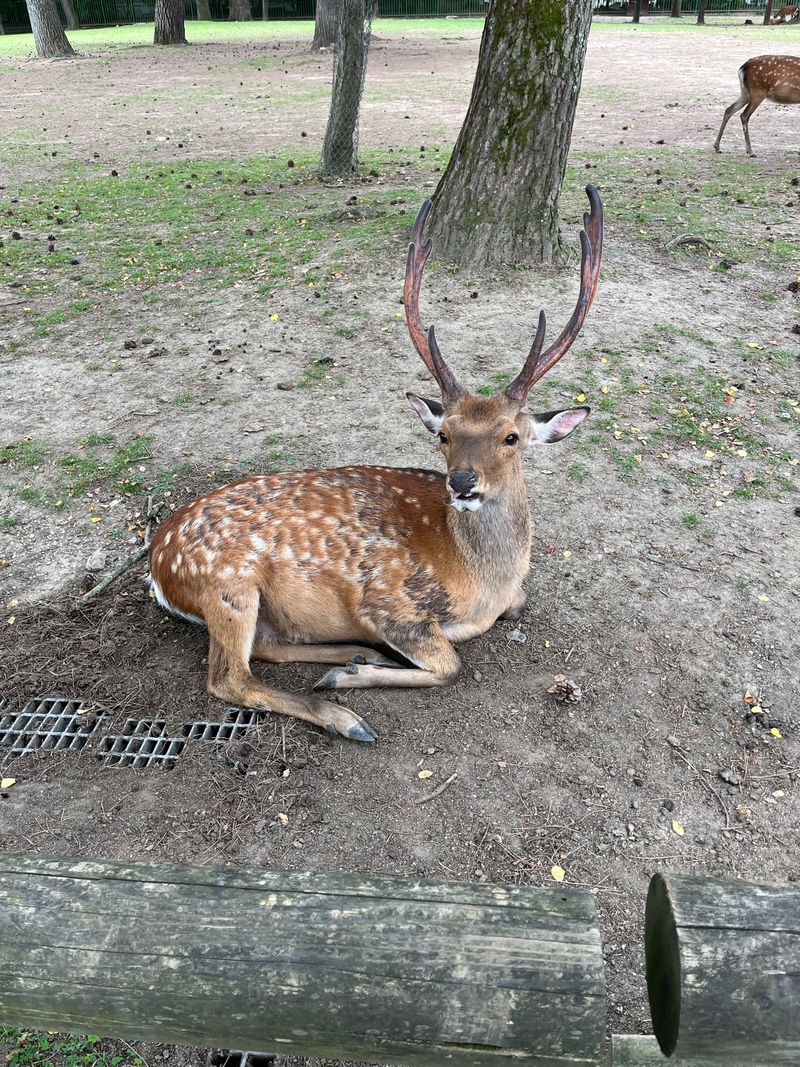 A sika deer resting under a tree in Nara, Japan — the city that inspired our name